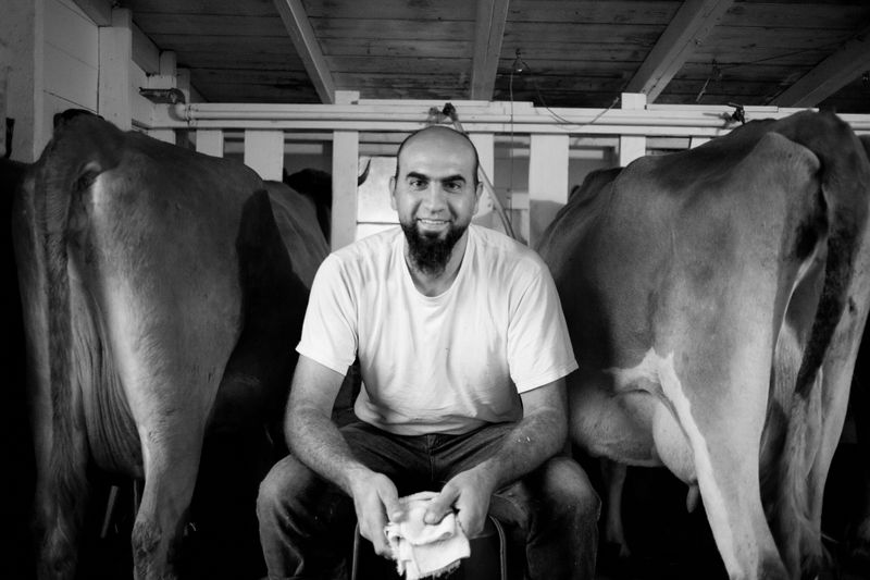 File:Andre with cows.jpg